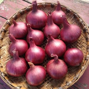 Onion (Pyaz)
